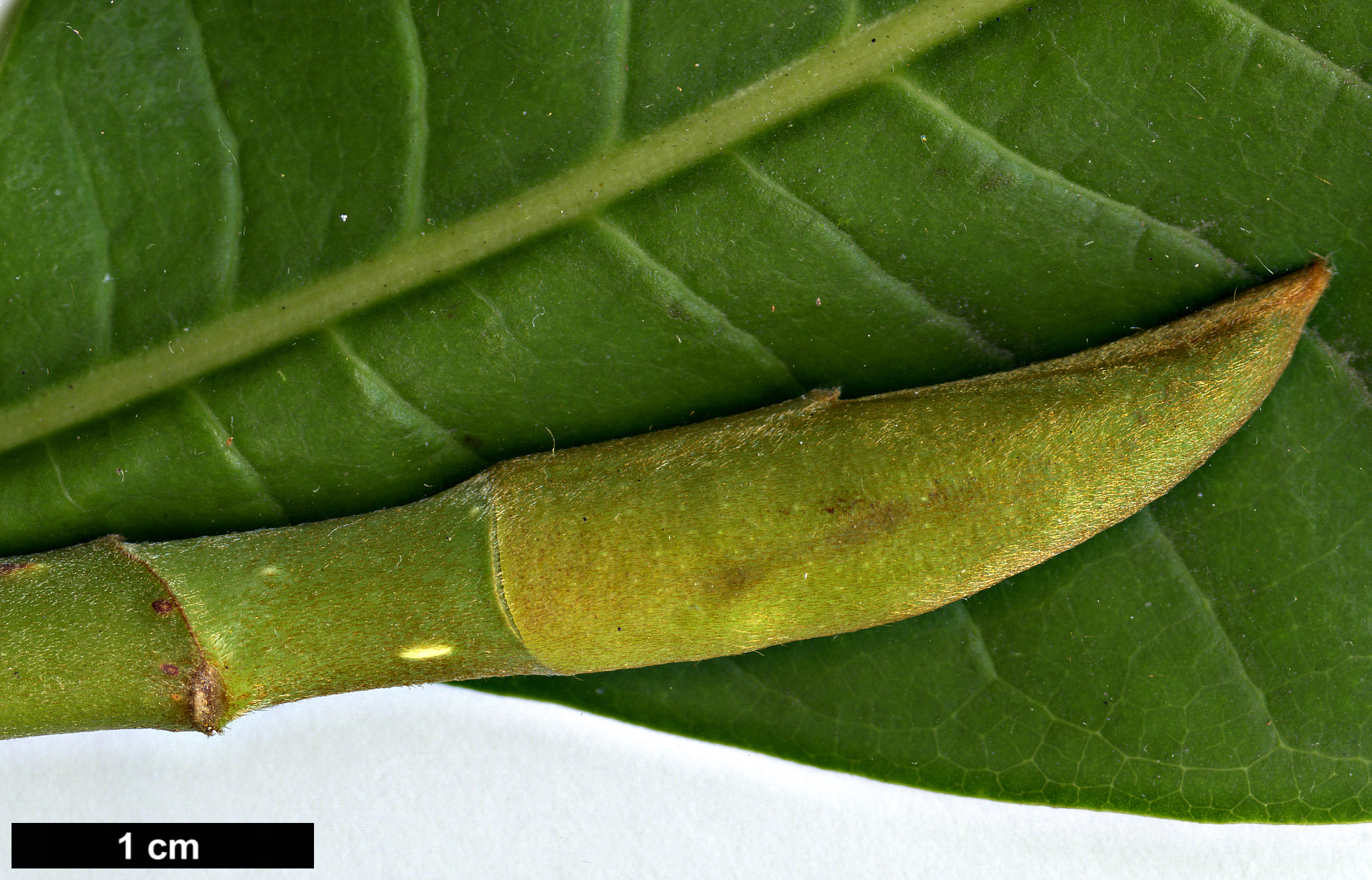 High resolution image: Family: Magnoliaceae - Genus: Magnolia - Taxon: officinalis - SpeciesSub: var. biloba